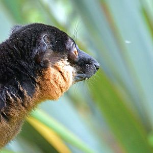 Collared Lemur