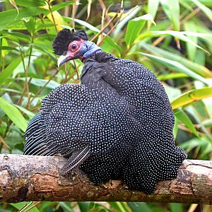 Plumed Guineafowl