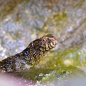 Chinese Crocodile Lizard