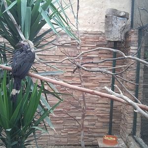 Luzon tarictic hornbill