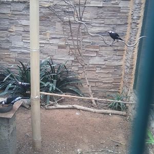 ID needed - only held in 5 zoos in Europe (October 2016)