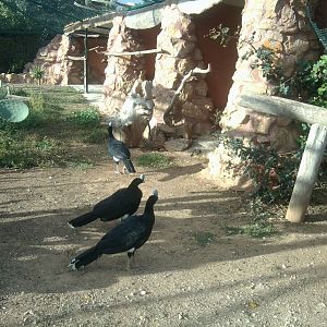 Northern helmeted currasow