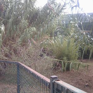 Southern cassowary enclosure