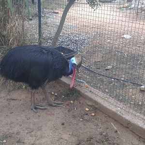 Southern cassowary