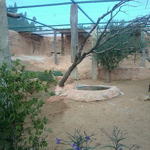 Carmine beeater enclosure