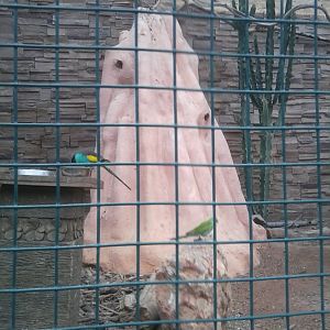 Hooded parrots exhibit