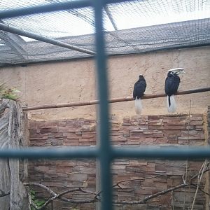 Palawan hornbills, finally :)