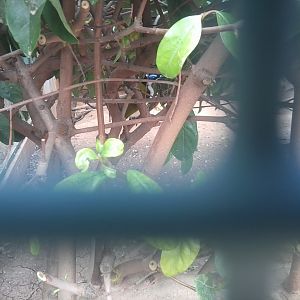 Blue-faced honeyeater