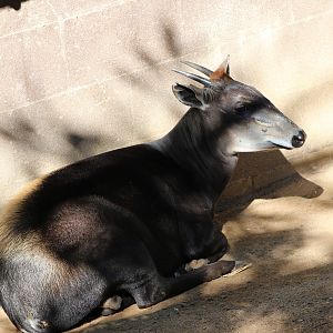 Yellow-backed Duiker