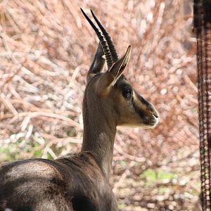 Cuvier's Gazelle