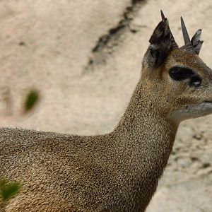 Klipspringer