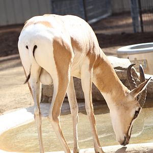 Soemmerring's Gazelle