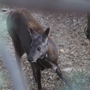 Siberian Musk Deer