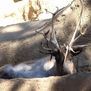 Reindeer (Siberian type)