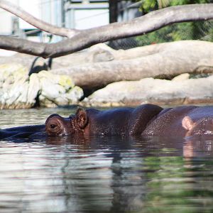 Common Hippopotamus