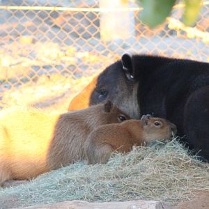 Capybara + Baird's Tapir