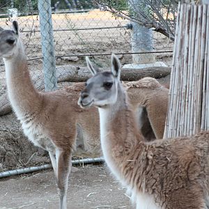 Guanaco