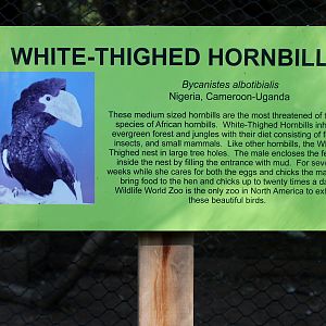 white thighed hornbill