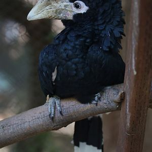white thighed hornbill