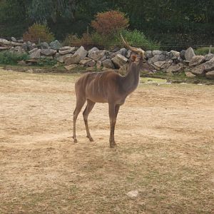 Greater Kudu