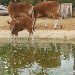 Javan Banteng