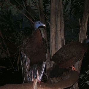 Greater Argus Pheasants