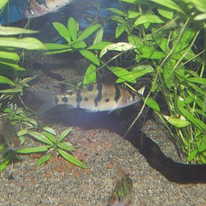 Foersch`s Barb (Desmopuntus foerschi)