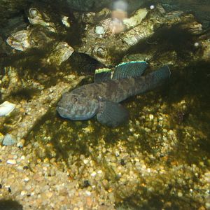 Rock Goby (Gobius paganellus)
