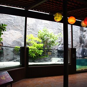 Yangtze River - Chinese Alligator exhibit