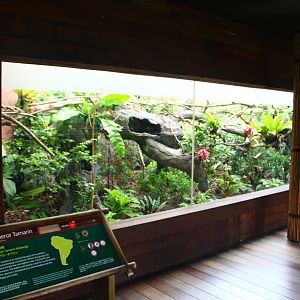 Wild Amazonia - Emperor Tamarin exhibit