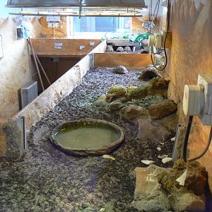 View of Part of the Egyptian Tortoise Room  - 15 October 2016