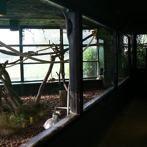 Indoor White-faced Saki and Yellow-footed Tortoise Enclosure  - 15 October 2016