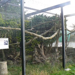 Outdoor White-faced Saki Enclosure - 15 October 2016
