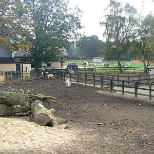 View of the Gloucester Old Spot (Pig) Enclosure - 15 October 2016