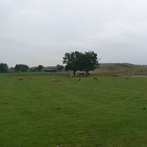 View of Pere David's Deer Herd - 15 October 2016