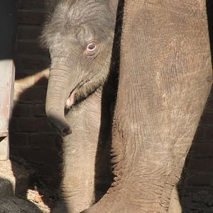 Baby Asian Elephant - One week Old