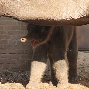 Baby Asian Elephant - One week Old