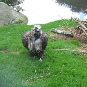 European Black Vulture