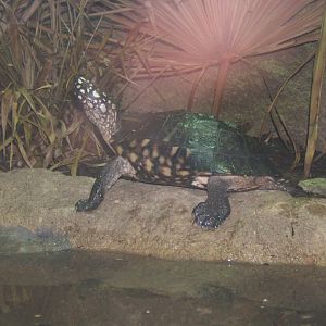 Black Spotted Turtle (Geoclemys hamiltoni)
