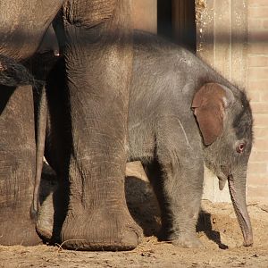 Baby Asian Elephant - One week Old
