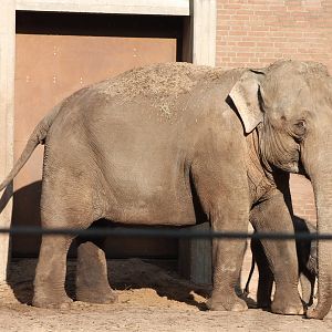 Asian Elephants - Mother and Daughter