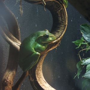 Feae's Flying Frog (Rhacophorus feae)