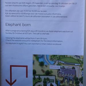 Birth info Asian Elephant