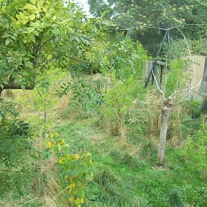 View of Sumatran Tiger enclosure
