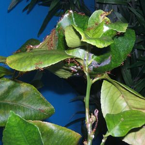 Weaver Ant (Oecophylla smaragdina)