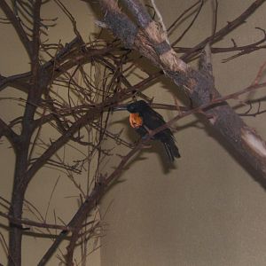 Scarlet-chested Sunbird