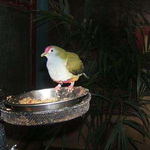 Beautiful Fruit Dove