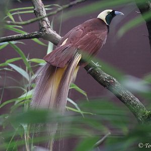 Greater Bird-of-Paradise (Paradisaea apoda) ad. male