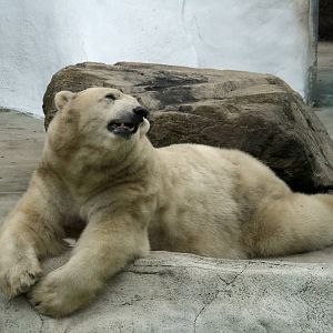 Polar bear