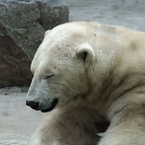 polar bear